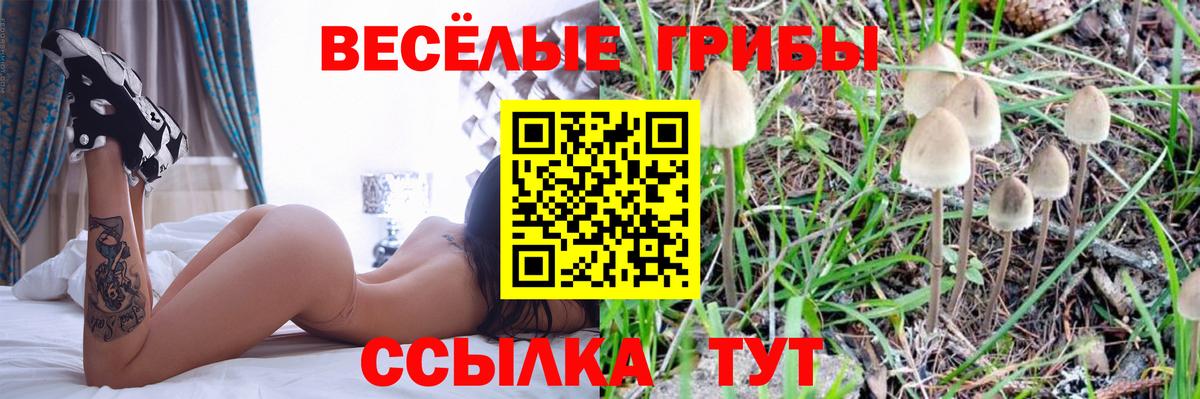 Псилоцибиновые грибы GOLDEN TEACHER Боровичи
